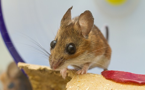 La comida basura induce cambios genéticos en los roedores urbanos de Nueva York